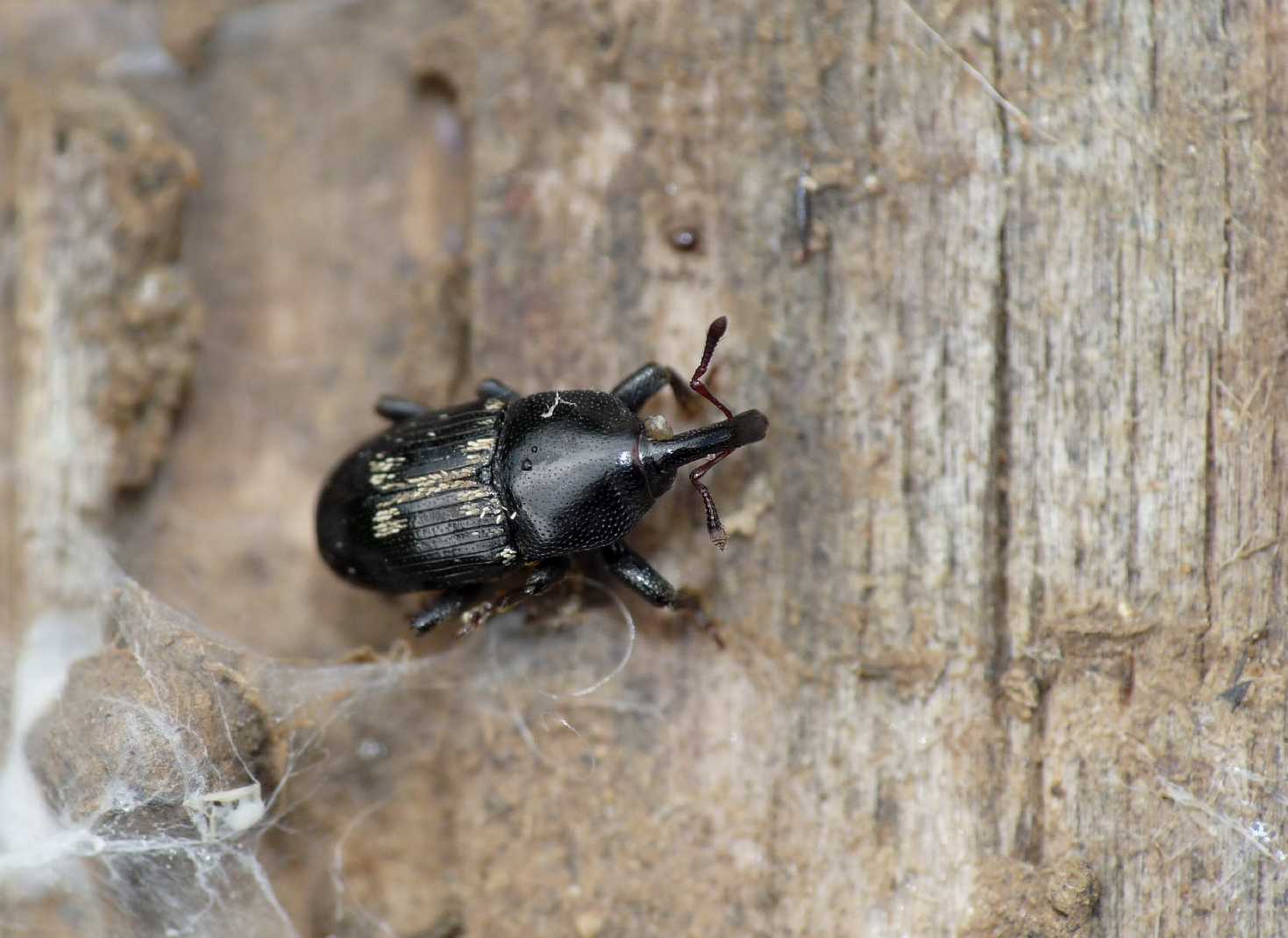 Piccolo curculionide: Melaleucus cf. spoliatus